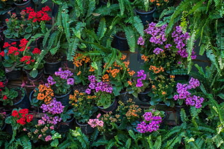 vertical tropical garden with various kind of green plants and flowers